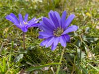 Anemone blanda Paddockarna, Ribersborg, Malmö, Skåne, Sweden 20220413_7