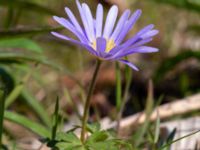 Anemone blanda Ulricedal, Malmö, Skåne, Sweden 20210501_0066