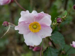 Anemone hupehensis - Hupeh Anemone - Höstanemon