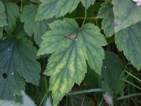 Anemone hupehensis Östergård, Malmö, Skåne, Sweden 20170916_0102