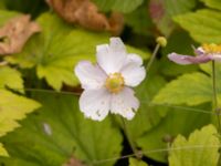 Anemone tomentosa Badplatsen, Klagshamns udde, Malmö, Skåne, Sweden 20220928_0019