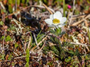 Anemone multifida - Cutleaf Anemone - Flikanemon