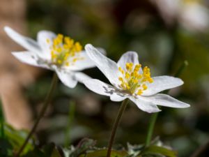 Anemone nemorosa - Wood Anemone - Vitsippa