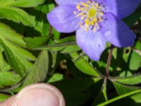 Anemone nemorosa 'Royal Blue' Allén N reningsverket, Klagshamns udde, Malmö, Skåne, Sweden 20230422_0065