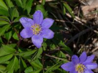 Anemone nemorosa 'Royal Blue' Allén N reningsverket, Klagshamns udde, Malmö, Skåne, Sweden 20230422_0066