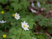 Anemone nemorosa Alnarpsparken, Lomma, Skåne, Sweden 20150415_0018