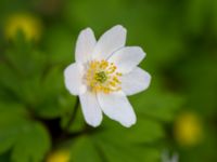 Anemone nemorosa Alnarpsparken, Lomma, Skåne, Sweden 20150415_0019