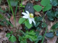 Anemone nemorosa Hällevik, Stenshuvud, Simrishamn, Skåne, Sweden 20160420_0019