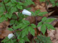 Anemone nemorosa Långstorp, Höör, Skåne, Sweden 20170401_0040