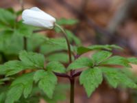 Anemone nemorosa Långstorp, Höör, Skåne, Sweden 20170401_0042