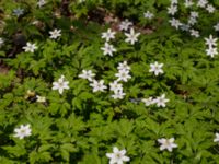 Anemone nemorosa Nässjön, Ronneby, Blekinge, Sweden 20140420_0357