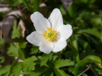 Anemone nemorosa Oscarshemsparken, Lund, Skåne, Sweden 20180410_0023