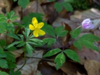 Anemone ranunculoides et Anemone nemorosa Borstabäcken, Eslöv, Skåne, Sweden 20160505_0005