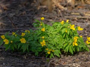 Anemone ranunculoides - Yellow Anemone - Gulsippa