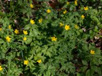 Anemone ranunculoides Borstabäcken, Eslöv, Skåne, Sweden 20160505_0019