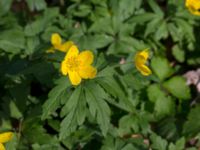 Anemone ranunculoides Borstabäcken, Eslöv, Skåne, Sweden 20160505_0020