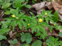 Anemone ranunculoides Alnarpsparken, Lomma, Skåne, Sweden 20140406_0011