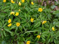 Anemone ranunculoides Alnarpsparken, Lomma, Skåne, Sweden 20140406_0012