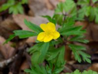 Anemone ranunculoides Alnarpsparken, Lomma, Skåne, Sweden 20140406_0015