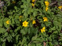 Anemone ranunculoides Alnarpsparken, Lomma, Skåne, Sweden 20150412_0037