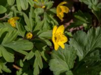 Anemone ranunculoides Alnarpsparken, Lomma, Skåne, Sweden 20150412_0040