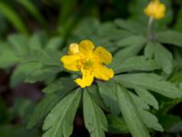 Anemone ranunculoides Norra Åsum, Kristianstad, Skåne, Sweden 20170405_0181