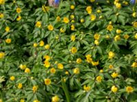 Anemone ranunculoides Norra Åsum, Kristianstad, Skåne, Sweden 20170405_0182