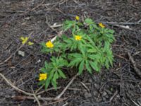 Anemone ranunculoides S björkdungen, Husie mosse, Malmö, Skåne, Sweden 20170428_IMG_0892