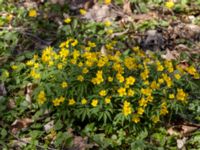 Anemone ranunculoides Torups slottspark, Bara, Svedala, Skåne, Sweden 20220426_0028