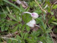 Anemone sylvestris Östra Stattenavägen, Lund, Skåne, Sweden 20200429_0030