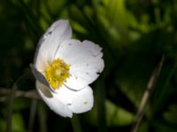 Anemone sylvestris Kalkbrottet, Klagshamns udde, Malmö, Skåne, Sweden 20150524_0070