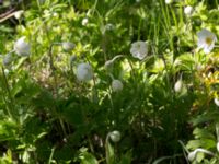 Anemone sylvestris Kalkbrottet, Klagshamns udde, Malmö, Skåne, Sweden 20150524_0078