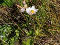 Anemone sylvestris Klosterängshöjden, Lund, Skåne, Sweden 20150612_0069