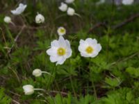 Anemone sylvestris Lilla kalkbrottet, Klagshamns udde, Malmö, Skåne, Sweden 20160521_0179