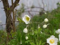 Anemone sylvestris Lilla kalkbrottet, Klagshamns udde, Malmö, Skåne, Sweden 20160521_0180