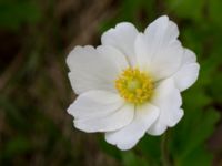 Anemone sylvestris Lilla kalkbrottet, Klagshamns udde, Malmö, Skåne, Sweden 20160521_0184