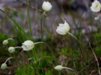 Anemone sylvestris Lilla kalkbrottet, Klagshamns udde, Malmö, Skåne, Sweden 20160521_0185