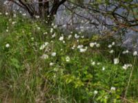 Anemone sylvestris Lilla kalkbrottet, Klagshamns udde, Malmö, Skåne, Sweden 20160521_0186