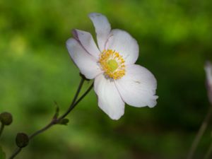 Anemone tomentosa - Grape-leaf Anemone - Silvrig höstanemon