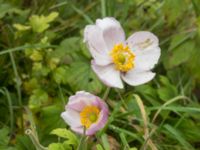 Anemone tomentosa Badplatsen, Klagshamns udde, Malmö, Skåne, Sweden 20200926_0061