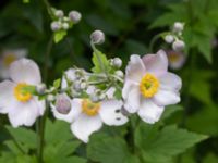 Anemone tomentosa Lilla kalkbrottet, Klagshamns udde, Malmö, Skåne, Sweden 20240723_0085