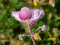 Anemone tomentosa Oljesjöutfyllnaden, Malmö, Skåne, Sweden 20240731_0267