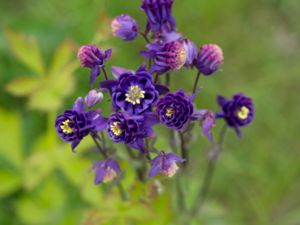 Aquilegia vulgaris - Columbine - Akleja