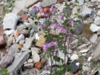 Aquilegia vulgaris Grodreservatet, Norra hamnen, Malmö, Skåne, Sweden 20160529_0132