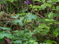 Aquilegia vulgaris Häckeberga hed, Lund, Skåne, Sweden 20150727_0088