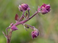 Aquilegia vulgaris Hamnen, Klagshamns udde, Malmö, Skåne, Sweden 20160521_0107