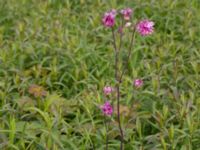 Aquilegia vulgaris Lilla kalkbrottet, Klagshamns udde, Malmö, Skåne, Sweden 20160521_0164