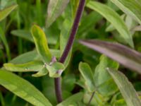 Aquilegia vulgaris Lilla kalkbrottet, Klagshamns udde, Malmö, Skåne, Sweden 20160521_0165