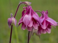 Aquilegia vulgaris Lilla kalkbrottet, Klagshamns udde, Malmö, Skåne, Sweden 20160521_0167