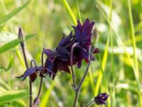 Aquilegia vulgaris Scoutstugan, Bunkeflo strandängar, Malmö, Skåne, Sweden 20170606_0003